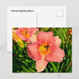 Lebhafte Blume der Taglilie Postkarte