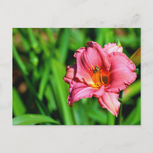 Lebhafte Blume Postkarte