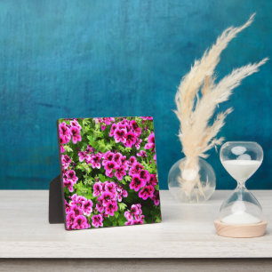 "Lebhafte Blüten: heiß rosa Geranien auf den Lush Fotoplatte