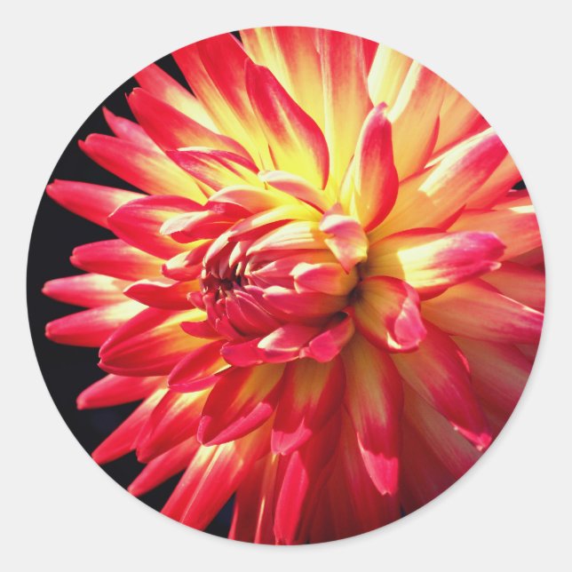 Lebhafte Dahlia-Blume Runder Aufkleber (Vorderseite)