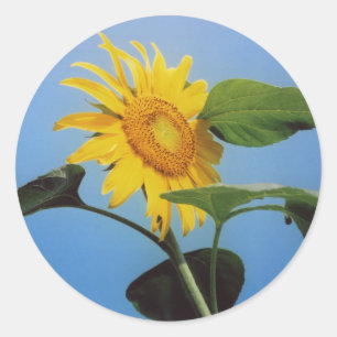 Lebhafte Gelbblütenblütenblüten in Blue Sky Runder Aufkleber