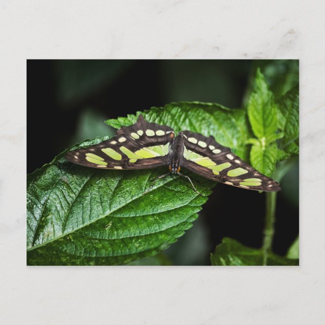 Lebhafte grüne Postkarte (Vorderseite)