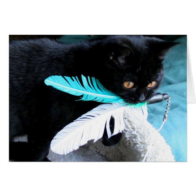 Lebhafte Katzen fangen Federspielzeug (Vorderseite (Horizontal))