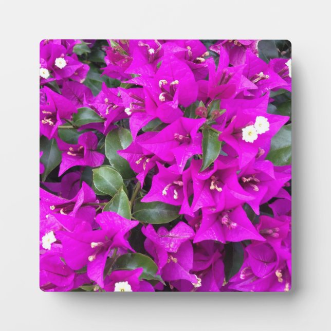 Lebhafte Lila Bougainvillea-Blume Fotoplatte (Vorderseite)