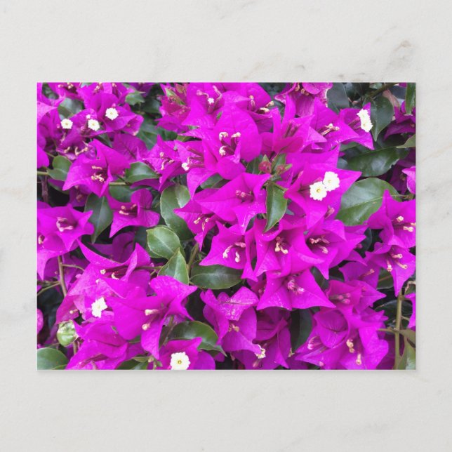 Lebhafte Lila Bougainvillea-Blume Postkarte (Vorderseite)