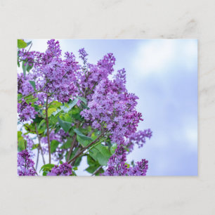 Lebhafte Lila Lilac-Blume Postkarte