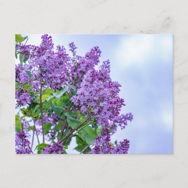 Lebhafte Lila Lilac-Blume Postkarte (Vorderseite)