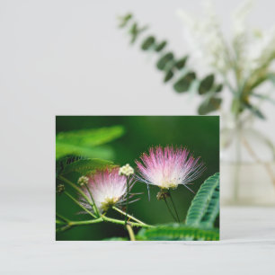 Lebhafte Mimosa-Blume Postkarte
