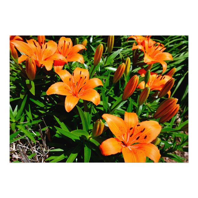 Lebhafte Orange Asian Lilies Fotodruck (Vorne)