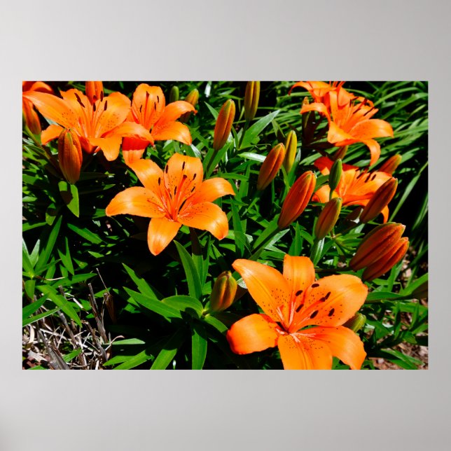 Lebhafte Orange Asian Lilies Poster (Vorne)