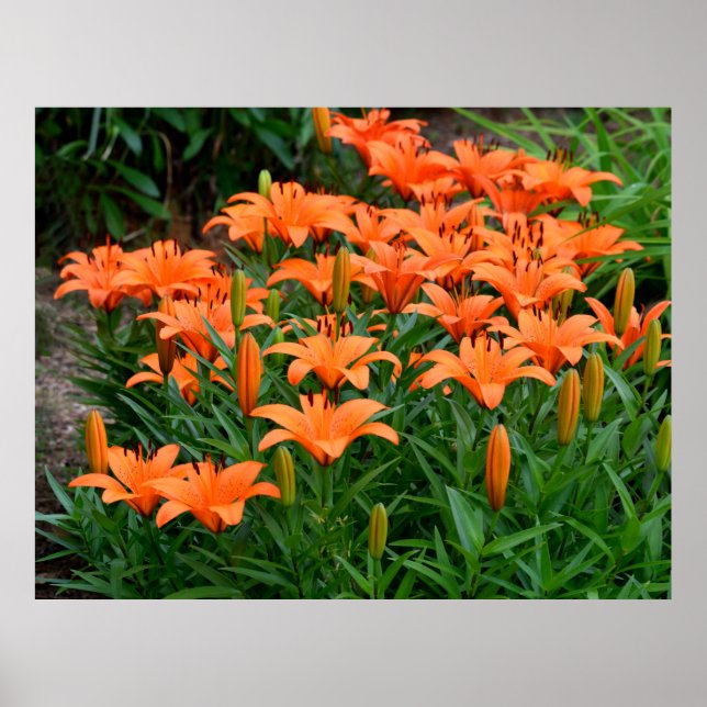 Lebhafte Orange Asian Lilies Poster (Vorne)