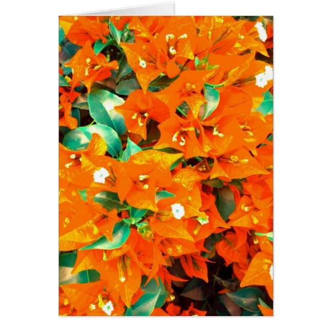Lebhafte Orange Bougainvillea Blume (Vorne)