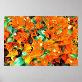 Lebhafte Orange Bougainvillea Blume Poster