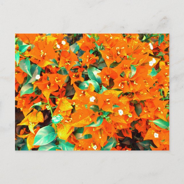 Lebhafte Orange Bougainvillea Blume Postkarte (Vorderseite)