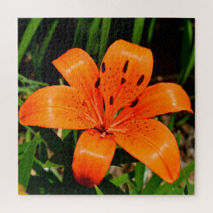 Lebhafte Orangenlilie-Blume