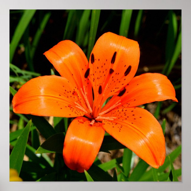 Lebhafte Orangenlilie-Blume Poster (Vorne)