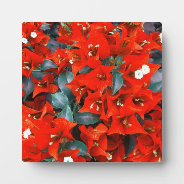 Lebhafte Red Bougainvillea Blume Fotoplatte (Vorderseite)