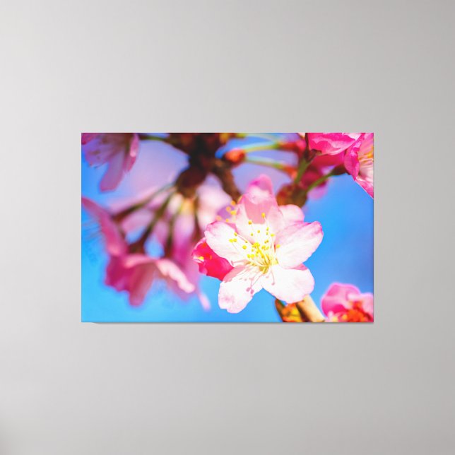 Lebhafte rosa Sakura-Blüten und ein klarer blauer  Leinwanddruck (Vorderseite)