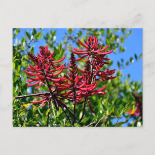 Lebhafte Rote Blume Postkarte