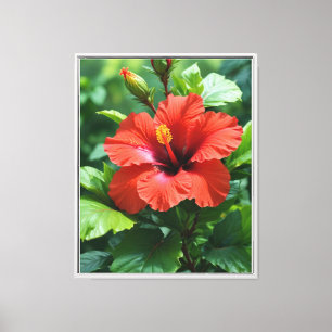 Lebhafte Rote Hibiskus-Blume mit Blätter-4369 Leinwanddruck