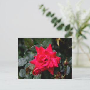 Lebhafte Rote Rose Postkarte