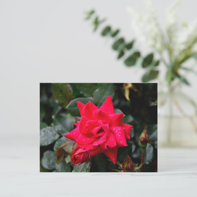 Lebhafte Rote Rose Postkarte (Stehend Vorderseite)