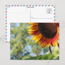 Lebhafte Sommersonnenblume Postkarte