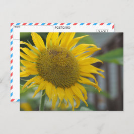 Lebhafte Sommersonnenblume Postkarte