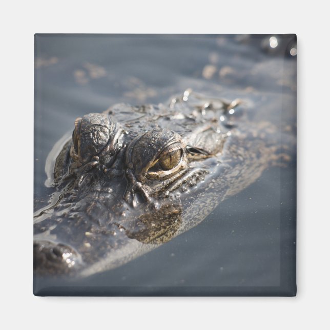 Lebhafter amerikanischer Alligator im Wasser Magnet (Vorne)