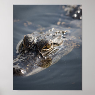 Lebhafter amerikanischer Alligator im Wasser Poster