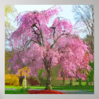 Lebhafter, blühender Rosa Baum im Frühling