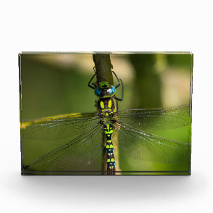 Lebhafter Hawker Dragonfly Nah Up - Wildlife Foto