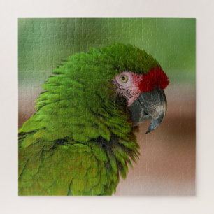 Lebhafter Macaw-Papagei in der Profilansicht