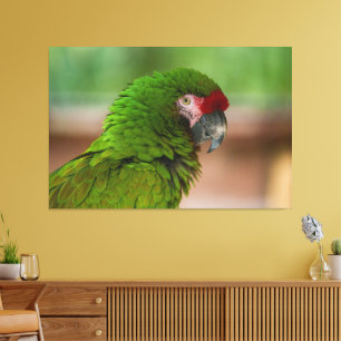 Lebhafter Macaw-Papagei in der Profilansicht Leinwanddruck