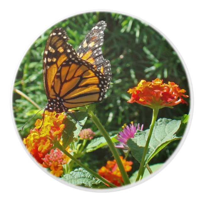 Lebhafter Orange Monarch Schmetterling auf Blume Keramikknauf (Vorderseite)