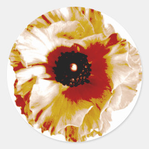 lebhafter Orange- und Weißranunculus Runder Aufkleber