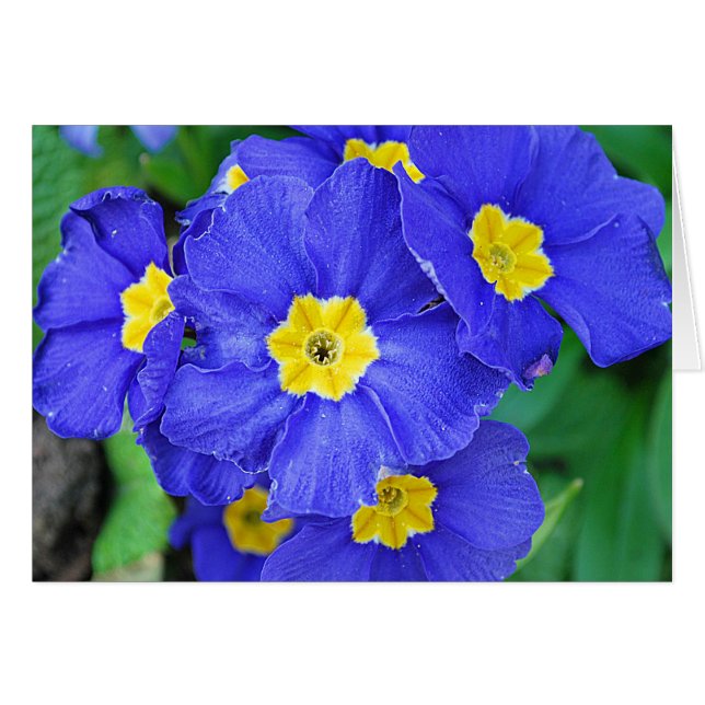 Lebhaftes Blau (Vorderseite (Horizontal))