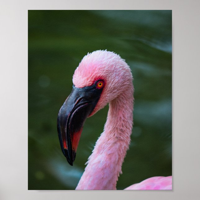 Lebhaftes Flamingo-Portrait - Vogelfotografie Poster (Vorne)