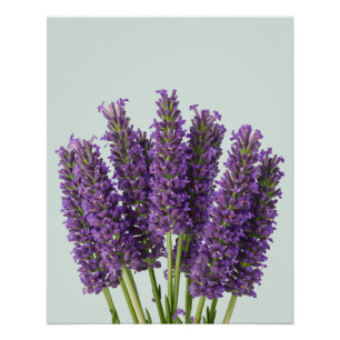 Lebhaftes Lavendel Botanisches Kunstdesign Poster
