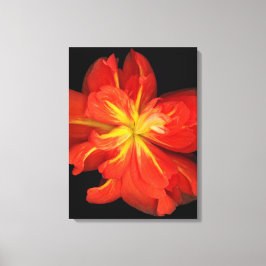 Lebhaftes Orange Begonia Macro Leinwanddruck