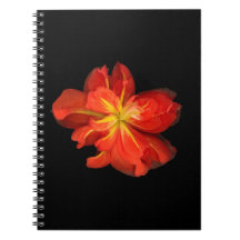 Lebhaftes Orange Begonia Macro