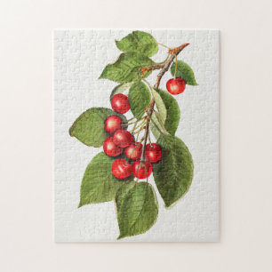 Leckere rote Kirschen Obst Aquarellmalerei