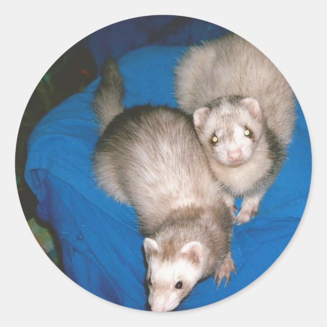 Leckerei Ferrets Runder Aufkleber (Vorderseite)