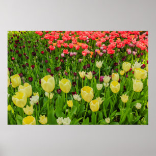 l'éclosion de tulipes dans un parc papier affiche