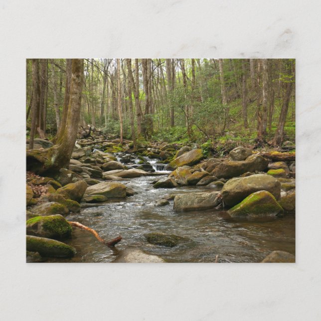 LeConte Creek auf den Großen Smoky-Bergen Postkarte (Vorderseite)