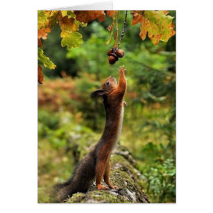 L'Écureuil Atteint Les Acornes Le Jour De L'Automn