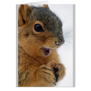 L'écureuil le plus heureux jamais