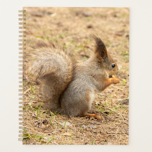 L'écureuil mignon mange une photo de noix (Devant)
