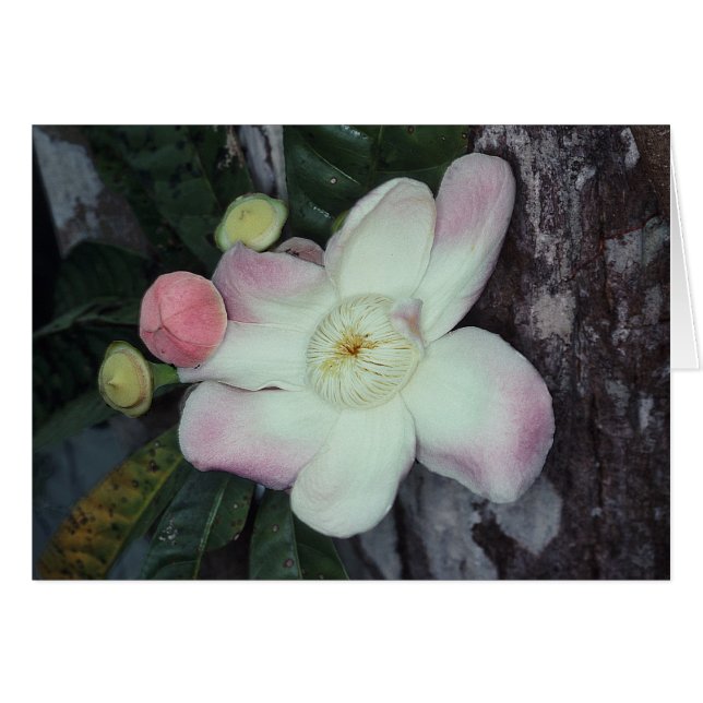 LECYTHIDACEAE : Gustavia augusta (Devant Horizontal)