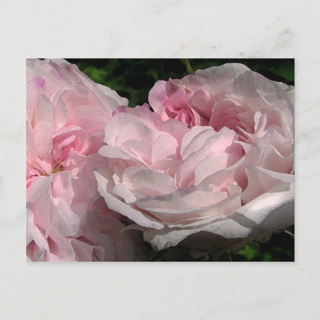 Leda Rose Blume Postkarte (Vorderseite)